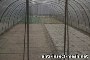 Greenhouse with anti aphids mesh