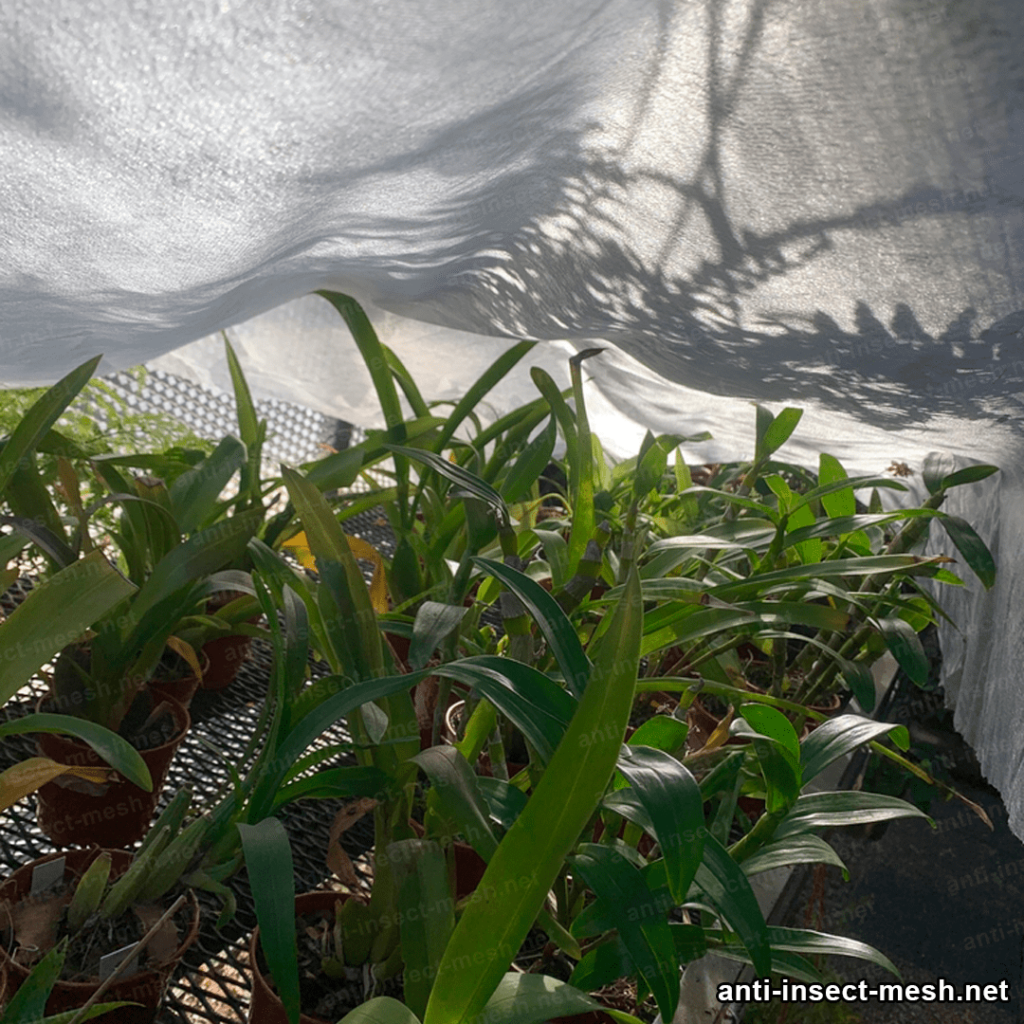 insect netting protecting crops